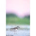 see more listings in the Birds Smaller Shorebirds section