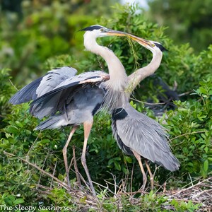 Bird Photography, Great Blue Heron, Heron Photo, Florida Birds, Nature Photography, Beach Decor, Wildlife Print, Nesting Birds, Coastal Bird