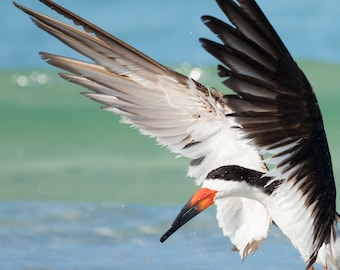 Bird Photography, Black Skimmer, Beach Photo, Beach Wall Art, Florida Photography, Tropical Decor, Wall Accent, Blue Water, Coastal Decor