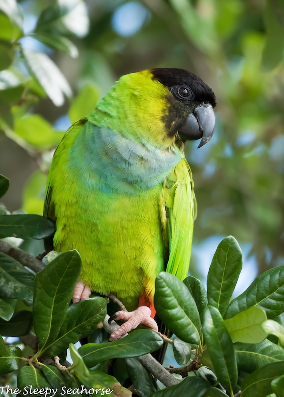 Nanday Parakeet, Parakeet Print, Bird Photography, Wild Green
