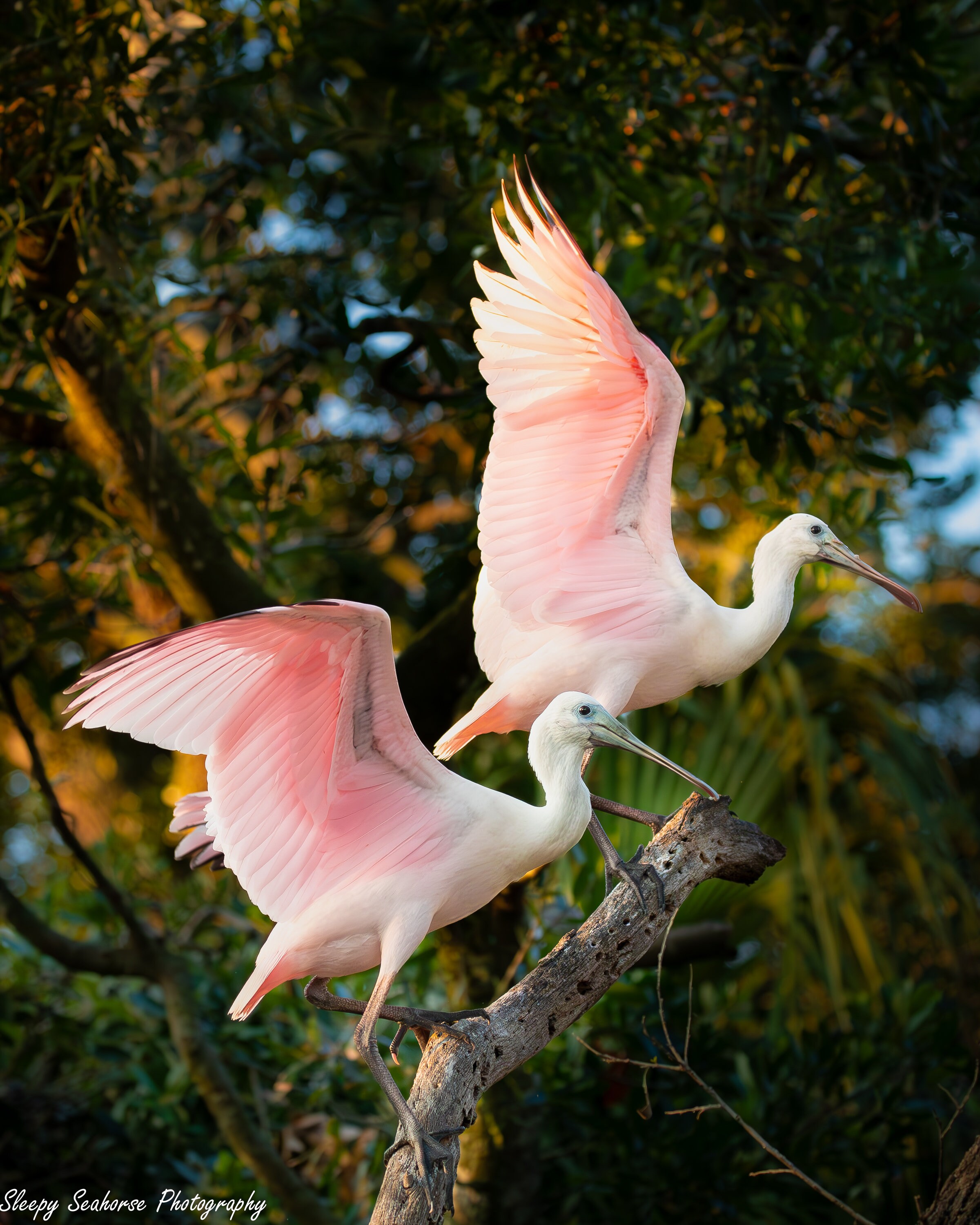 Roseate Spoonbill Photo, Florida Bird Photography, Beach Decor, Coastal Birds, Pink Birds, Nature Photo, Canvas Gallery Wrap, Metal Prints