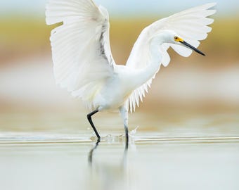 Bird Photography, Snowy Egret, Florida Photography, Florida Bird, Coastal Beach Decor, White Egret Print, Metal Prints, Canvas Gallery Wrap