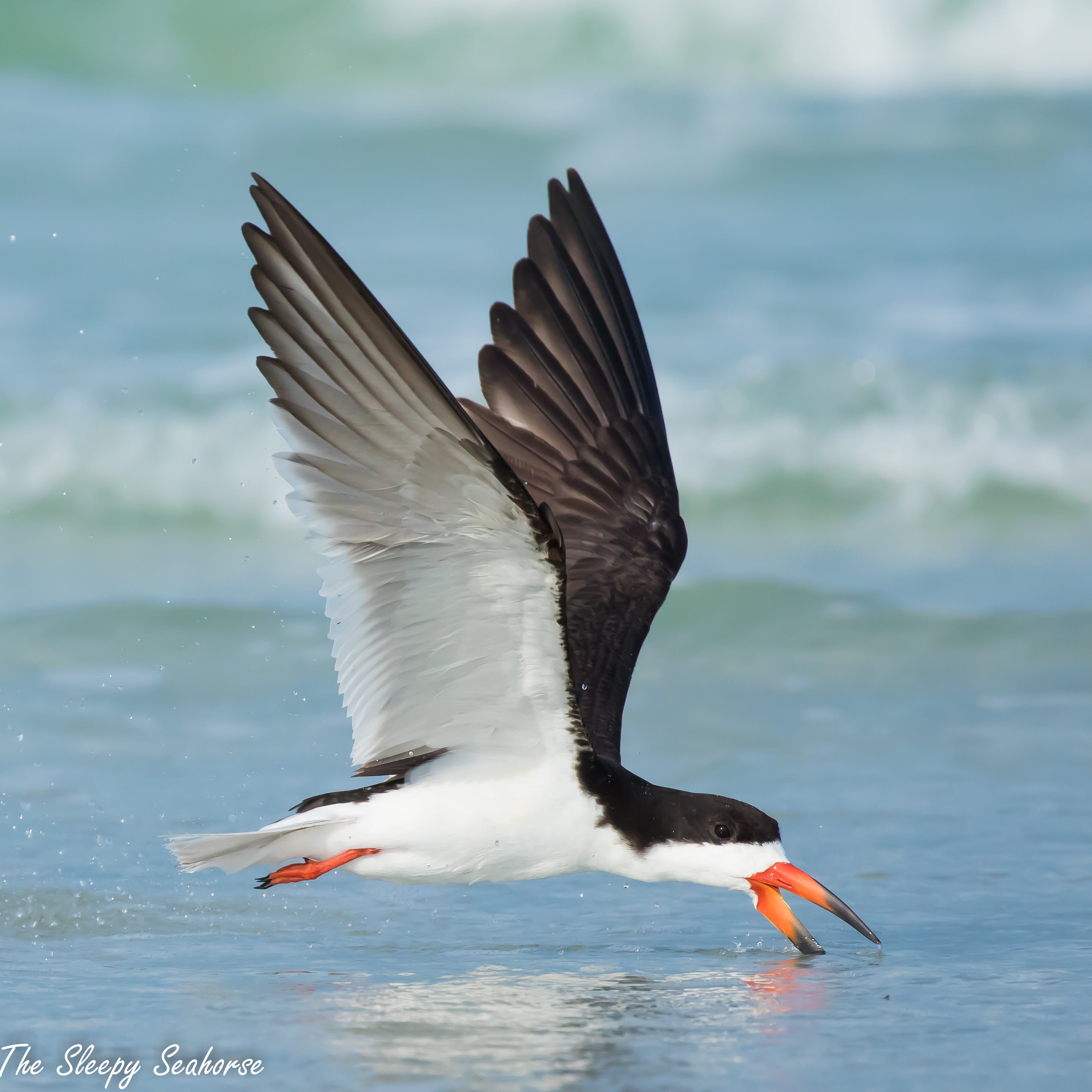 Black Skimmer Photo Bird Photography Black Skimmer Print Etsy black-skimmer-photo-bird-photography-black-skimmer-print-etsy