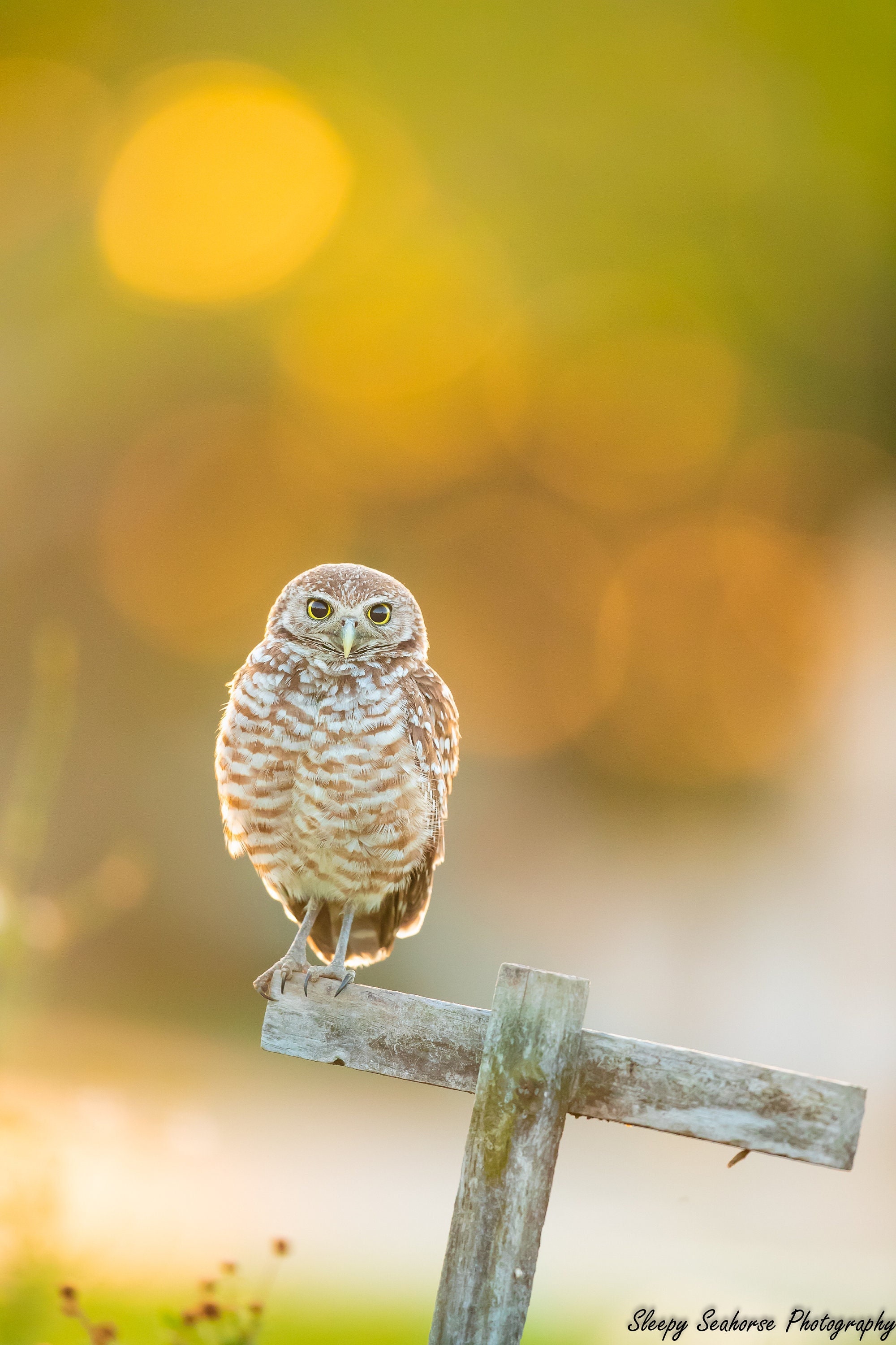 Cute White Baby Owl - wallpaper, image size:2000x3000