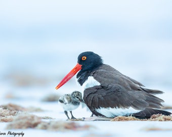 American Oystercatcher, Bird Photography, Coastal Decor, Beach Decor, Florida Birds, Beach Birds, Mother Bird and Chick, Baby Birds, Nature