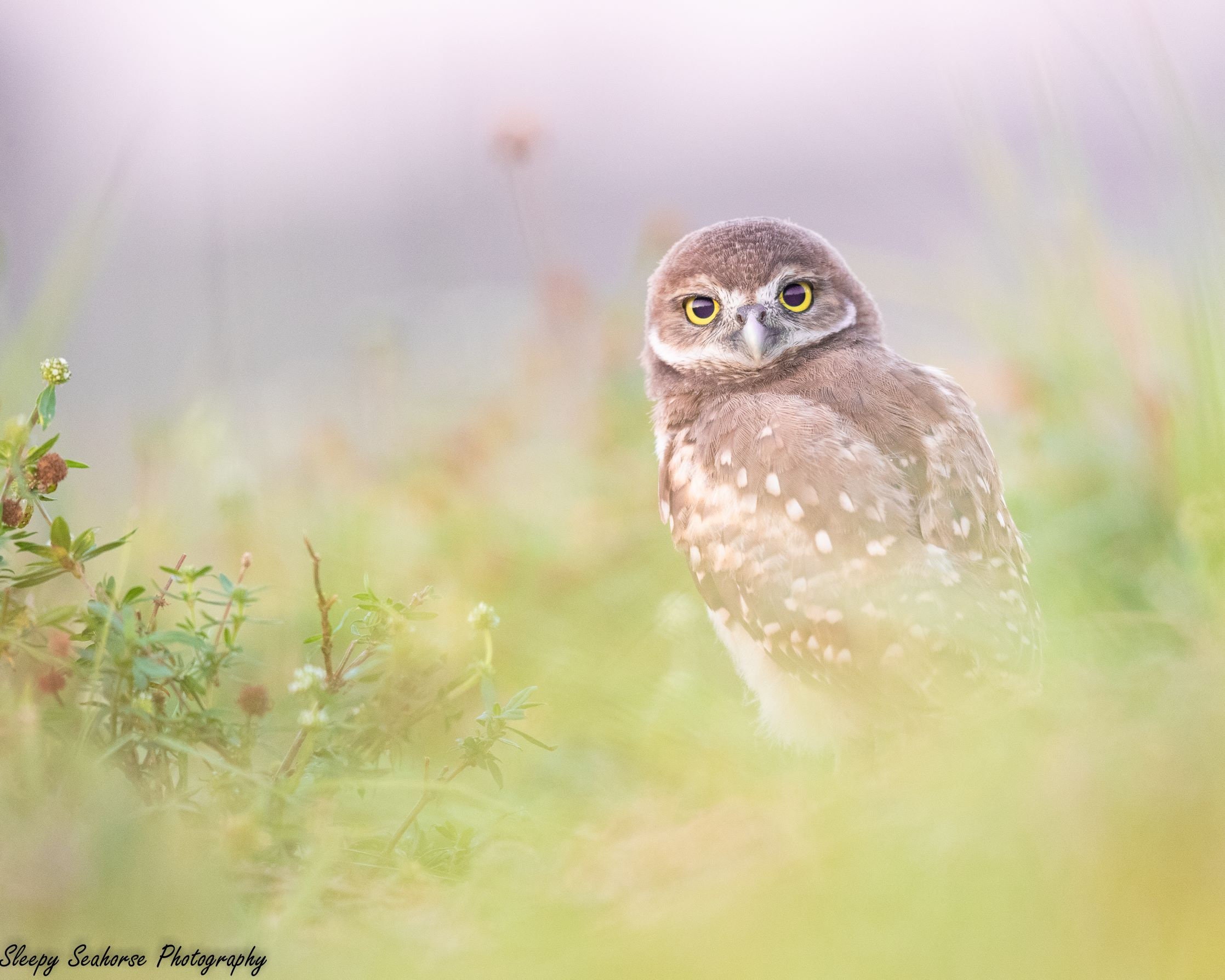 Bird Photography, Burrowing Owl, Owl Print, Florida Photography, Nature Print, Wall Decor, Wildlife 