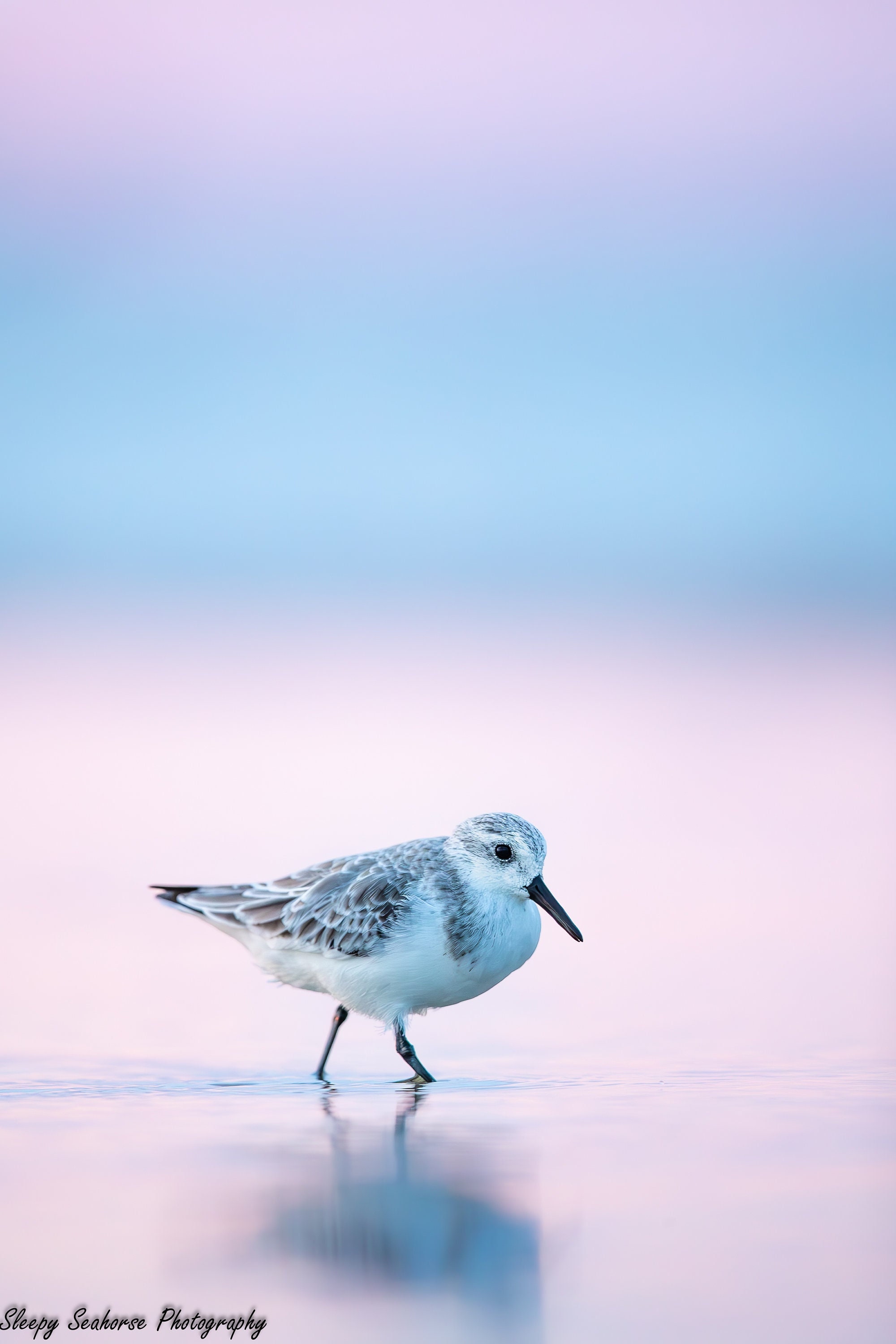 Beach Bird Photography, Tiny Sanderling, Little Shorebirds, Sandpiper,  Beach Decor, Coastal Wall Art, Pink Sunset, Florida Bird Photography - Etsy, image size:2000x3000