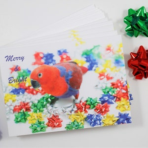 Christmas Cards, Set of 5 Holiday Cards, Seasonal Cards, Red Parrot, Eclectus Parrot, Christmas Bird, Parrot Note Cards, Birb Note Cards