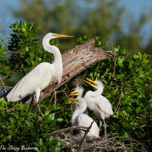 Bird Photography, White Egret, Great Egret Chicks, Florida Photography, Nature Photo, Beach Decor, Coastal Decor, Baby Egrets, Nesting Birds image 1