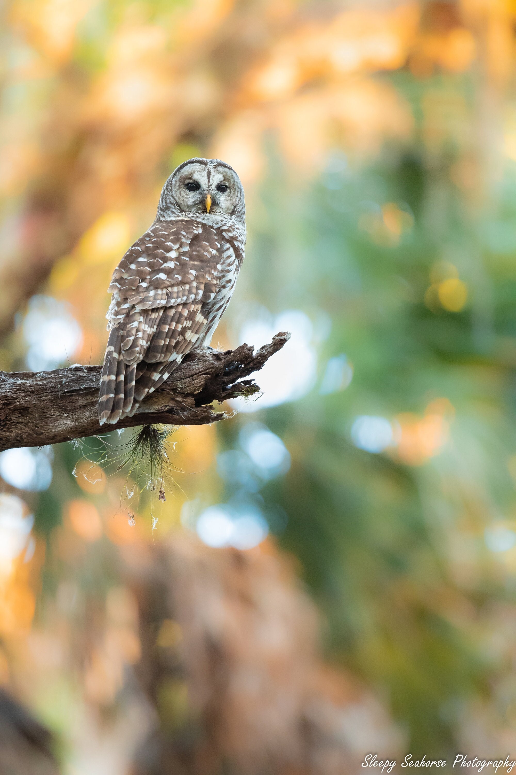 Owl Photography, Barred Owl Photo, Florida Photography, Nature Photo, Bird Photography, Wildlife Pri