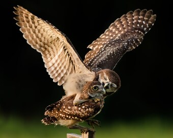Bird Photography, Burrowing Owlets, Owl Photo, Owl Print, Florida Birds, Nature Print, Baby Owls, Birds of Prey, Wildlife Photo, Cape Coral