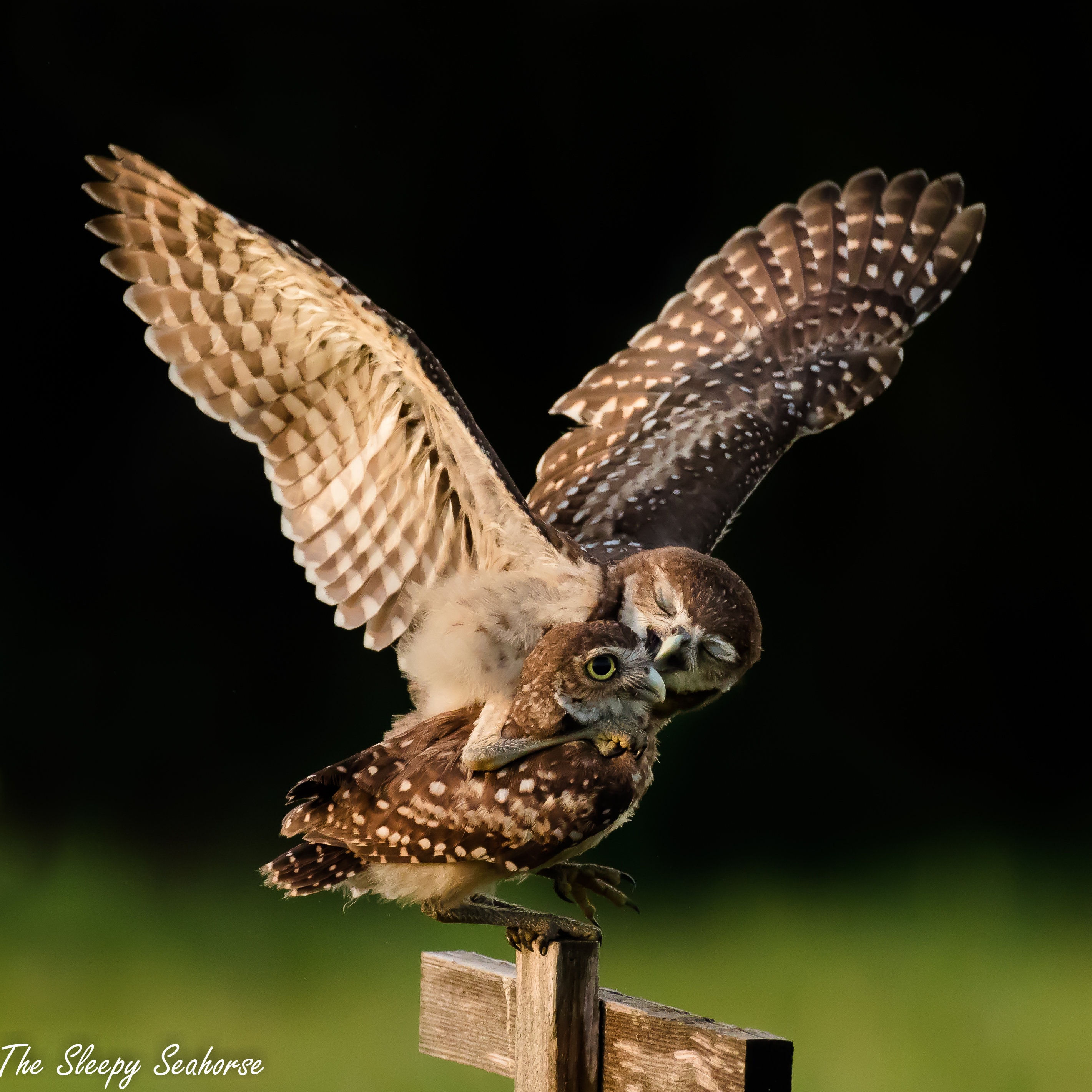 Bird Photography, Burrowing Owlets, Owl Photo, Owl Print, Florida Birds, Nature Print, Baby Owls, Bi