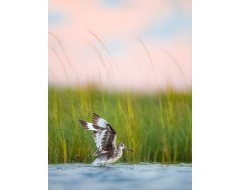 Bird Photography, Coastal Decor, Willet, Beach Decor, Florida Bird, Pink Sunset, Wall Art, Florida Photo, Beach Photography, Beach Birds