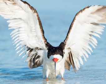 Bird Photography, Black Skimmer, Beach Decor, Florida Bird, Nature Photo, Wall Art, Beach Photography, Coastal Birds, Shorebirds, Blue Water