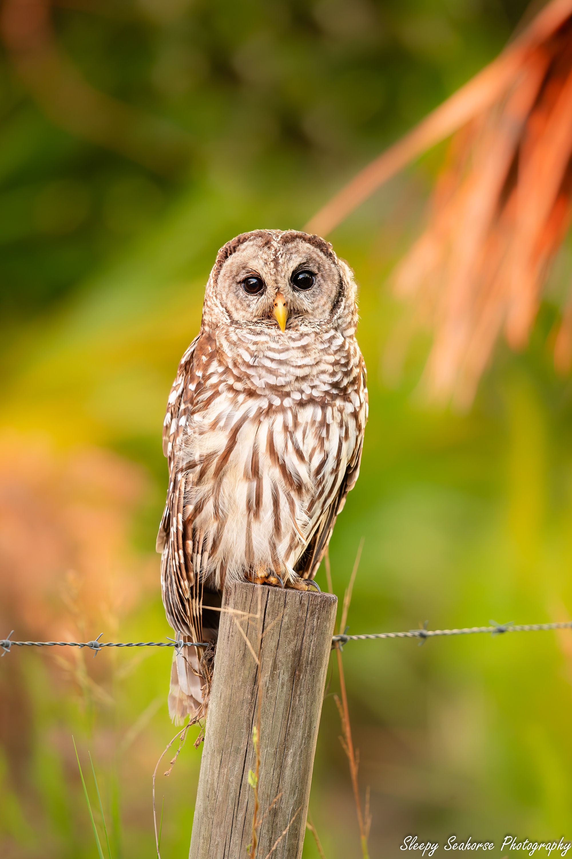 Barred Owl Photo, Florida Bird Photography, Woodland Nature Photo, Wildlife Print, Raptors, Wild Bir