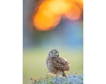 Burrowing Owl, Sunset, Cape Coral Owls, Canvas Gallery Wrap, Metal Prints, Owl Photo, Owl Print, Bird Photography, Florida Birds, Wildlife