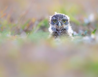 Baby Burrowing Owl, Bird Photography, Owlet Photo, Florida Photography, Nature Photo, Owl Print, Cape Coral Owls, Florida Birds, Owl Print