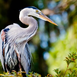 Bird Photography, Great Blue Heron, Heron Print, Florida Photography, Nature Photo, Beach Decor, Beach Wall Art, Wildlife Print, Heron Photo