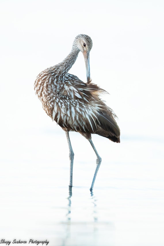 Bird Photography, Limpkin, Wading Bird, Florida Birds, Nature