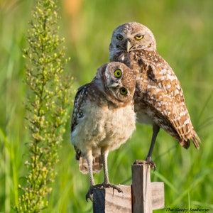 Bird Photography, Burrowing Owl, Owl Photo, Owl Print, Florida Photography, Nature Print, Owl Wall Art, Wildlife Photo, Burrowing Owlet Pair