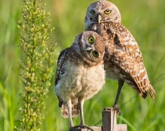 Bird Photography, Burrowing Owl, Owl Photo, Owl Print, Florida Photography, Nature Print, Owl Wall Art, Wildlife Photo, Burrowing Owlet Pair