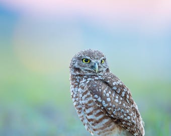 Burrowing Owl, Owl Print, Bird Photography, Florida Photography, Owl at Sunset, Owl Wall Decor, Wildlife Photo, Florida Birds, Owl Photo
