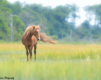 Chincoteague Pony, Wild Horses, Horse Photography, Assateague Island, Nature Prints, Wildlife Photography, Horse Photo, Horse Prints, Ponies