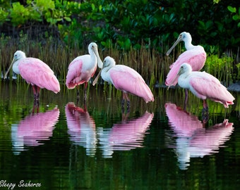 Roseate Spoonbill, Bird Photography, Bird Print, Florida Photography, Nature Photo, Coastal Wall Art, Wildlife Print, Pink Bird, Beach Decor