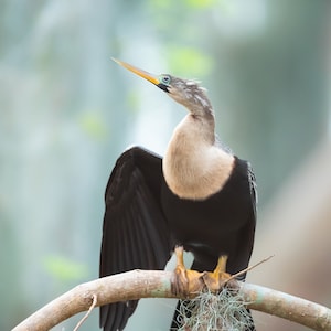 May include: A anhinga, also known as a snakebird, perches on a branch with its wings spread. The bird has a long, thin neck and a sharp beak. Its feathers are black and brown, and its eyes are green.