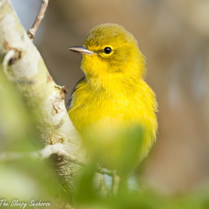 Bird Photography Yellow Warbler Photo Florida Birds Nature - Etsy