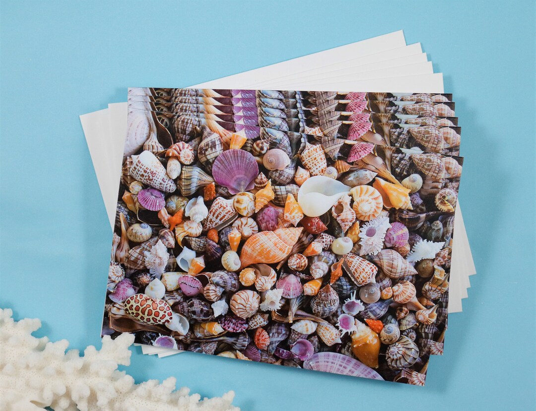 Seashell Note Cards, Set of 5 Notecards, Blank Cards, Shell Stationery ...