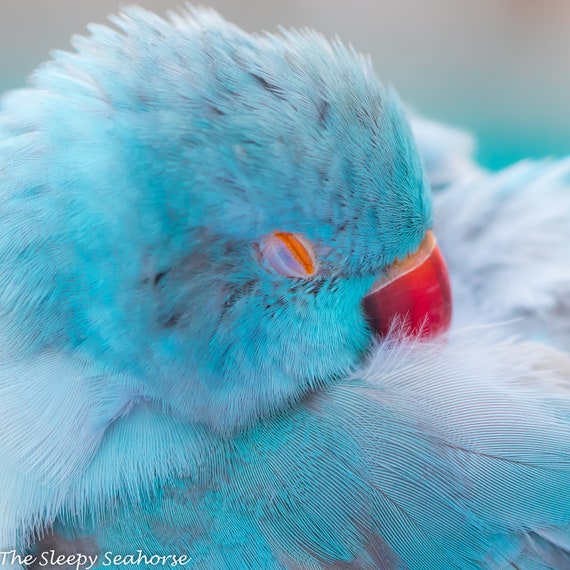 Parakeet blue deals