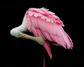 Bird Photography, Roseate Spoonbill, Florida Birds, Tropical Decor, Florida Photography, Nature Print, Wall Art, Wildlife Photo, Pink Bird
