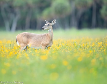 Female Deer Photo, Florida Photography, Wildlife Print, Nature Photo, Furry Woodland Animals, Doe in Wildflowers, Wall Art, Deer Photography