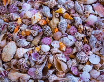 Seashell Photography, Shell Photo, Beach Decor, Florida Shell Print, Coastal Accent, Beach Art, Nautical Decor, Ocean Shells, Beach Photo