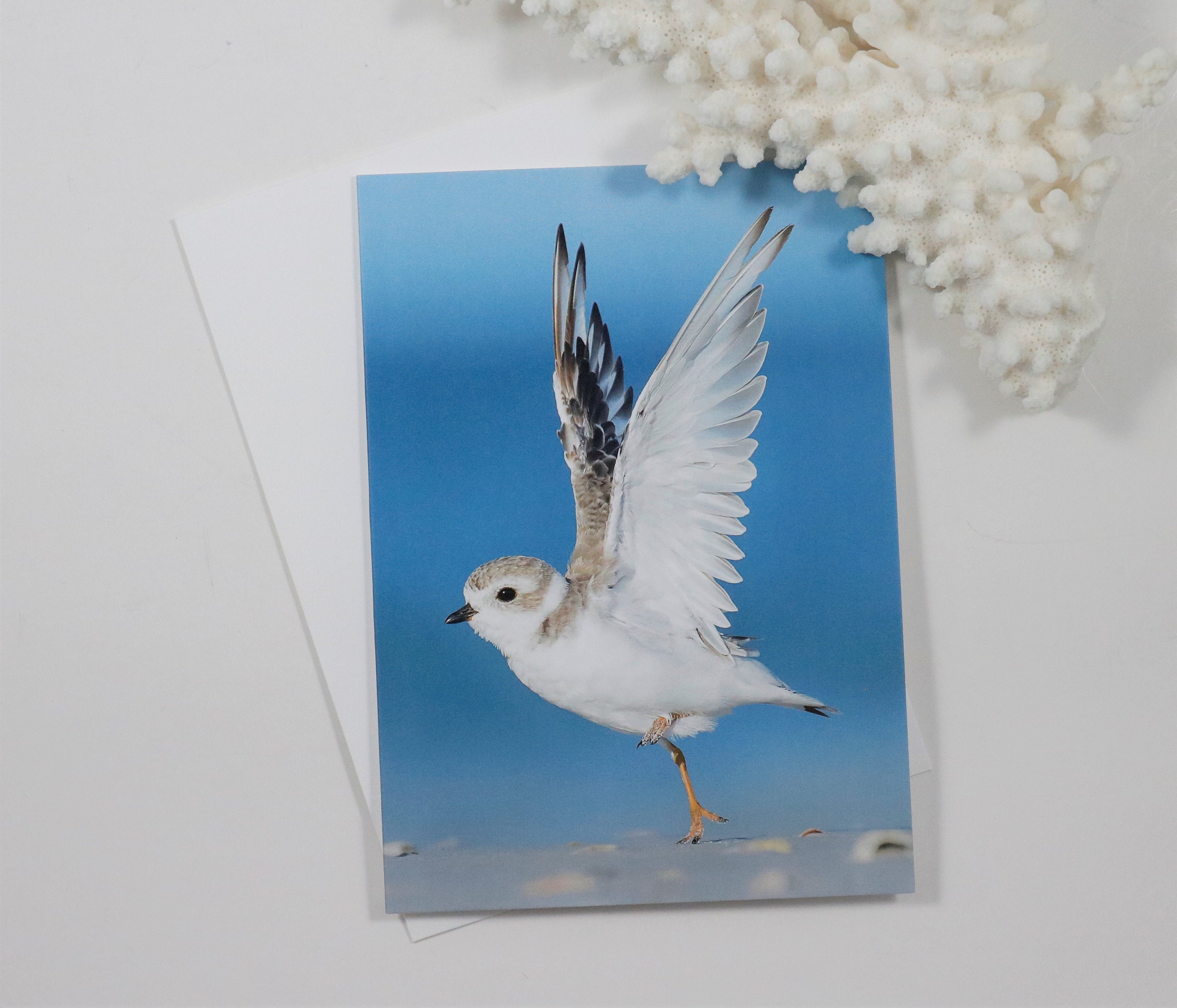 Bird Note Cards, Set of 5 Notecards, Blank Cards, Nature Stationery ...
