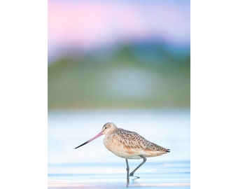 Bird Photography, Marbled Godwit, Pink Sunset, Beach Decor, Florida Birds, Nature Print, Wall Art, Wildlife Photo, Coastal Bird, Shorebird