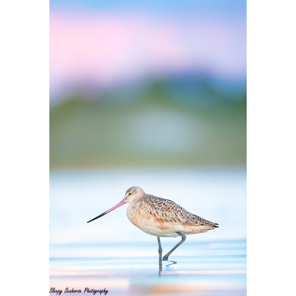 Bird Photography, Marbled Godwit, Pink Sunset, Beach Decor, Florida Birds, Nature Print, Wall Art, Wildlife Photo, Coastal Bird, Shorebird