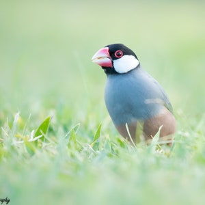 May include: A small, gray and white bird with a black head and a red beak is perched in green grass. The bird has a white patch on its cheek and a brown chest.