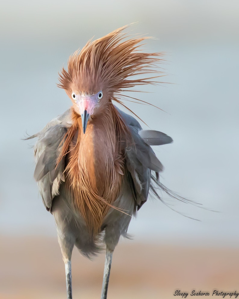 Bird Photography, Reddish Egret, Funny Bird Photo, Florida Decor, Coastal Nature Print, Wall Art, Wildlife Photo, Florida Bird, Beach Decor image 1