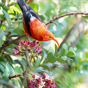 Hawaii Birds, ʻI&#39;iwi, Bird Photography, Maui Bird, Nature Photo, Hawaiian Honeycreeper, Wall Art, Red Bird Art, Wildlife Print, Island Decor
