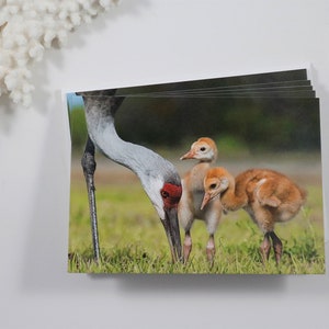 Sandhill Crane Note Cards, Set of 5 Bird Note Cards, Greeting Cards, Stationery, Blank Cards, Wildlife Photo, Nature Cards, Bird Photography