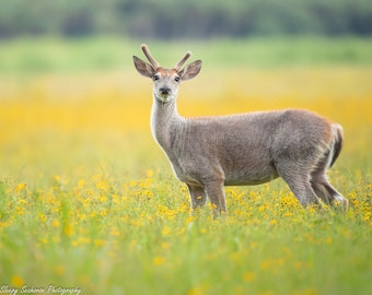 Male Deer Photo, Florida Photography, Wildlife Photo, Nature Print, Young Buck, Deer with Antlers, Deer in Wildflowers, Woodland Animals