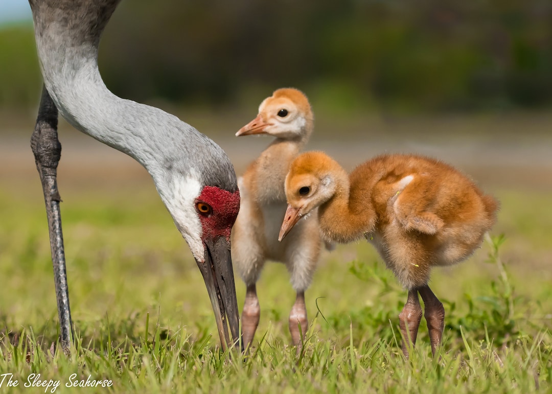 Sandhill Crane Family, Bird Photography, Florida Birds, Sandhill Crane