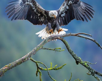 Bald Eagle Photo, Raptor, Bird Photography, Birds of Prey, Nature Photo, Eagle in Flight, Wildlife, Eagle Print, America, Pacific Northwest