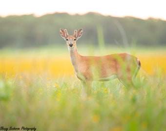 Deer Photography, Florida Photo, Wildlife Print, Nature Photo, Young Buck, Deer with Antlers, Male Deer Photo, Woodland Animals, Wildflowers