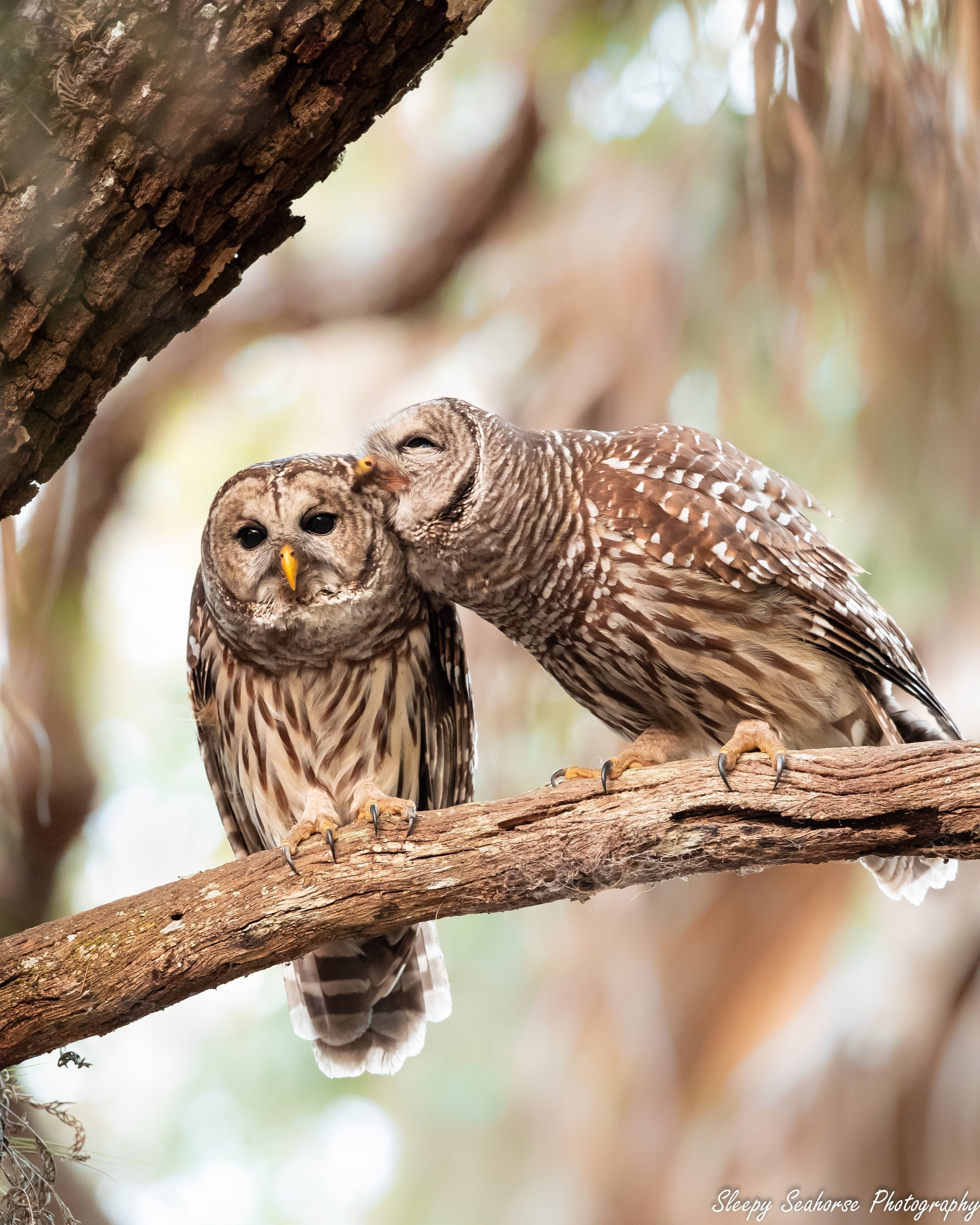 Bird Photography, Kissing Barred Owls, Florida Photography, Nature Photo, Wall Art, Wildlife Print, Florida Bird, Owl Photo, Woodland Animal