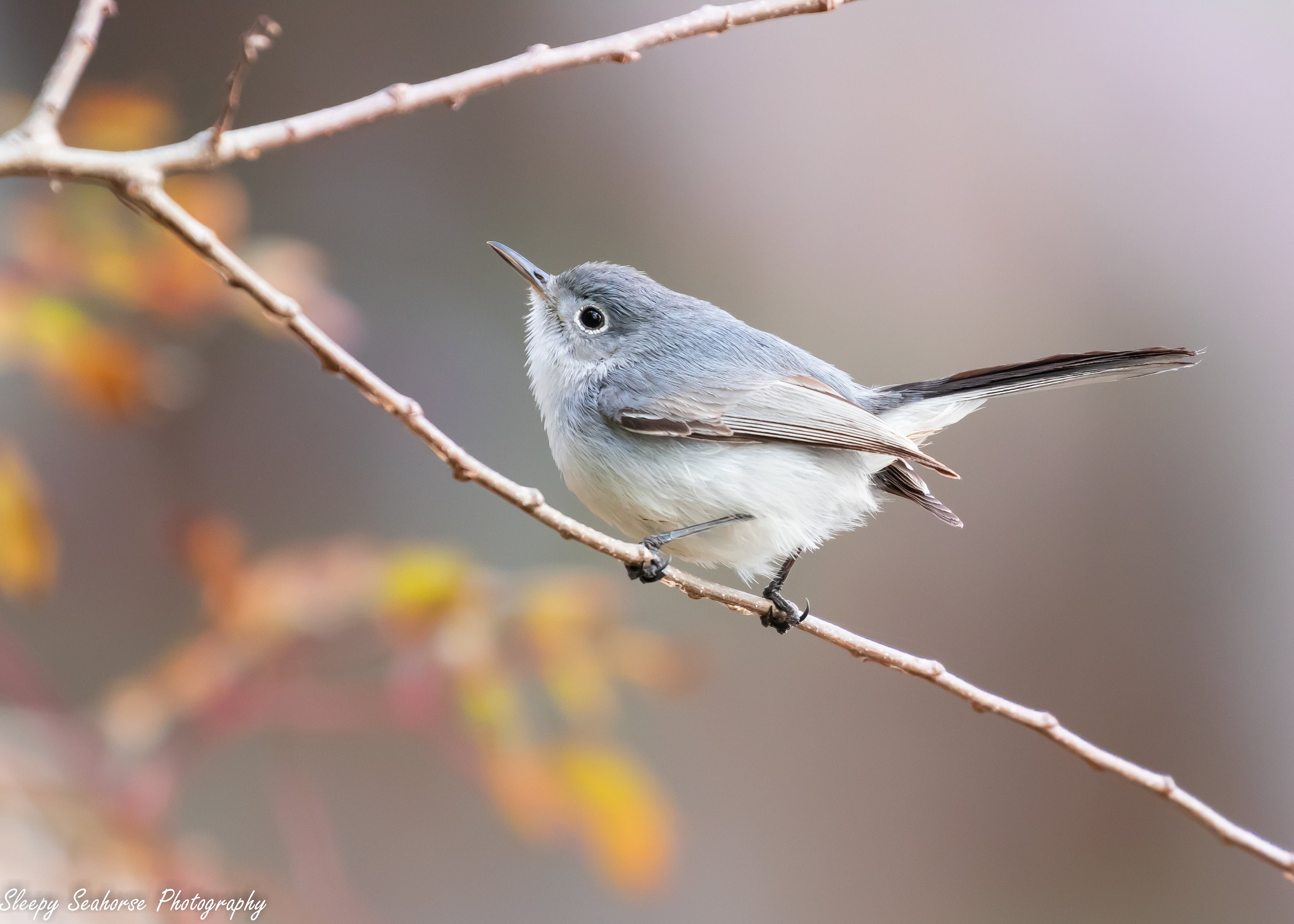 Photographie doiseau impression doiseau photo doiseau de - Etsy France