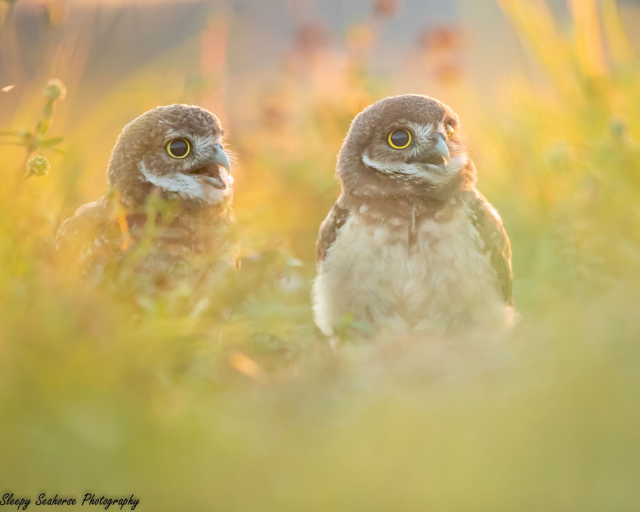 Burrowing Owl Photo, Bird Photography, Florida Photo, Nature Print, Wall Art, Wildlife Photo, Florid