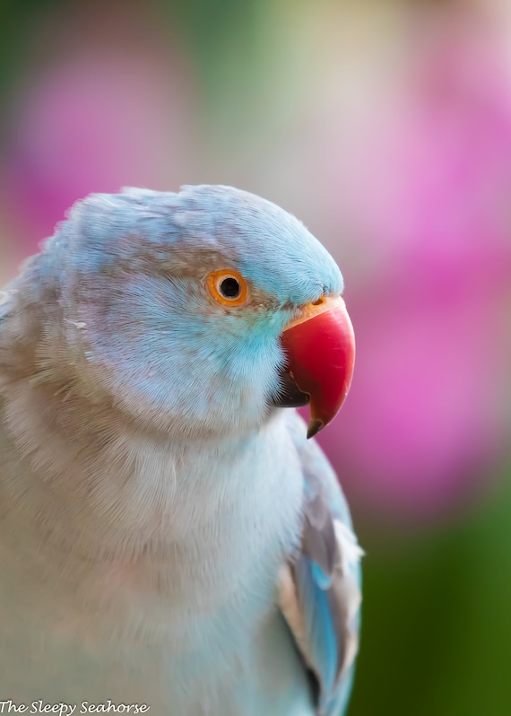 Indian Ringneck - Learn About Nature